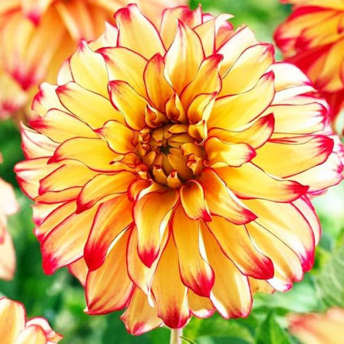 Георгина декоративная Lady Darlene (Леди Дарлен) Георгина декоративная Lady Darlene (Леди Дарлен)