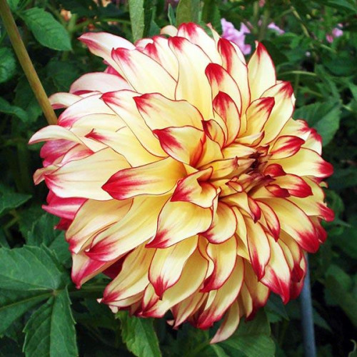 Георгина декоративная Lady Darlene (Леди Дарлен) Георгина декоративная Lady Darlene (Леди Дарлен)