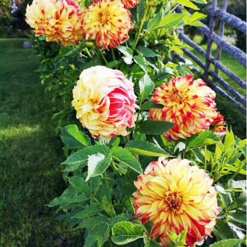 Георгина декоративная Lady Darlene (Леди Дарлен) Георгина декоративная Lady Darlene (Леди Дарлен)