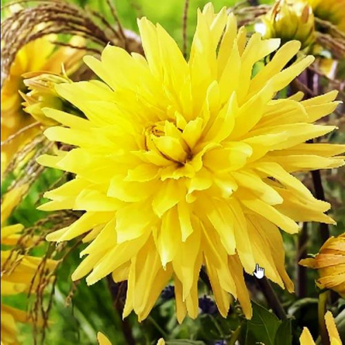 Георгина кактусовая Vulcan Yellow (Вулкан Йеллоу) Георгина кактусовая Vulcan Yellow (Вулкан Йеллоу)