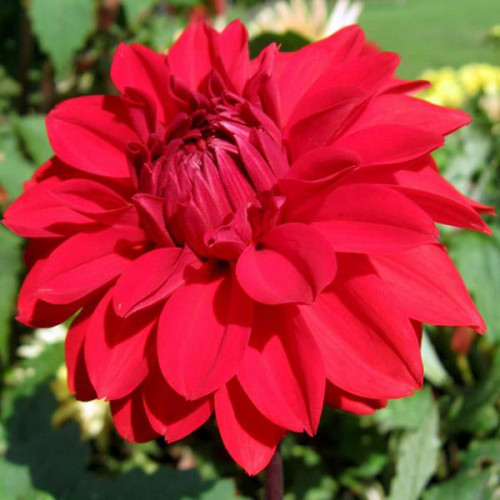 Георгина низкорослая Garden Wonder (Гарден Уандер) Георгина низкорослая Garden Wonder (Гарден Уандер)