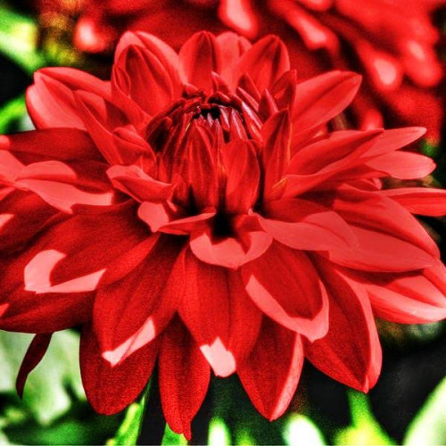 Георгина низкорослая Garden Wonder (Гарден Уандер) Георгина низкорослая Garden Wonder (Гарден Уандер)