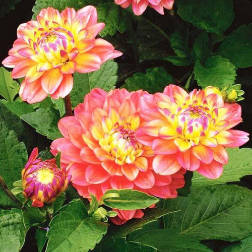 Георгина низкорослая Melody Allegro (Мелоди Аллегро) Георгина низкорослая Melody Allegro (Мелоди Аллегро)