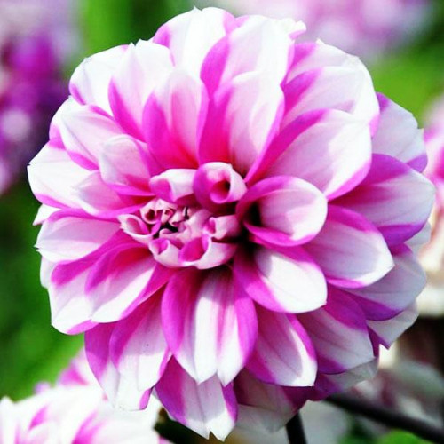 Георгина низкорослая Priceless Pink (Прайслесс Пинк) Георгина низкорослая Priceless Pink (Прайслесс Пинк)