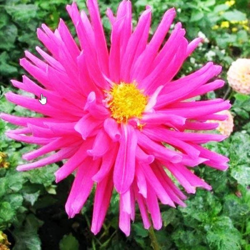 Георгина кактусовая Purple Gem (Пурпл Джем) Георгина кактусовая Purple Gem (Пурпл Джем)