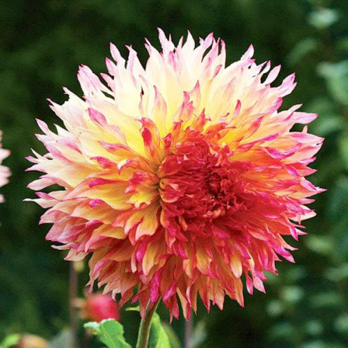 Георгина бахромчатая Myrtle's Folly (Миртл Фолли) Георгина бахромчатая Myrtle's Folly (Миртл Фолли)