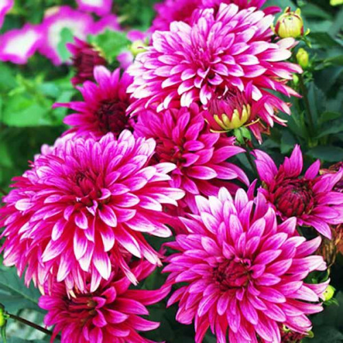 Георгина гэллери Art Nouveau (Арт Нуво) Георгина гэллери Art Nouveau (Арт Нуво)