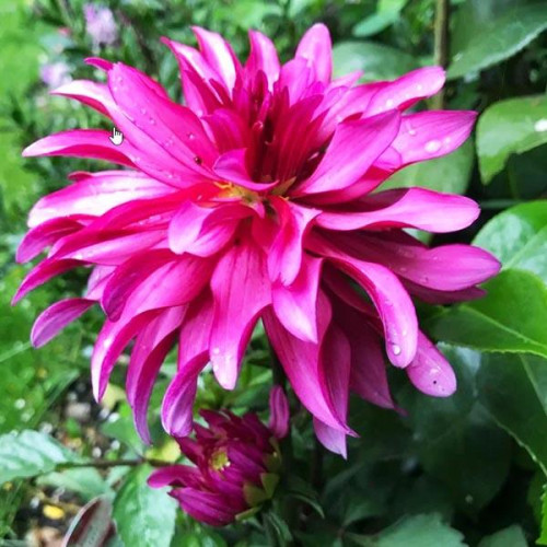 Георгина гэллери Art Nouveau (Арт Нуво) Георгина гэллери Art Nouveau (Арт Нуво)