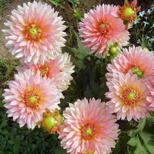 Георгина гэллери Leonardo (Леонардо) Георгина гэллери Leonardo (Леонардо)