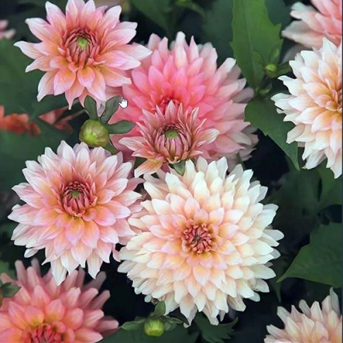 Георгина гэллери Leonardo (Леонардо) Георгина гэллери Leonardo (Леонардо)