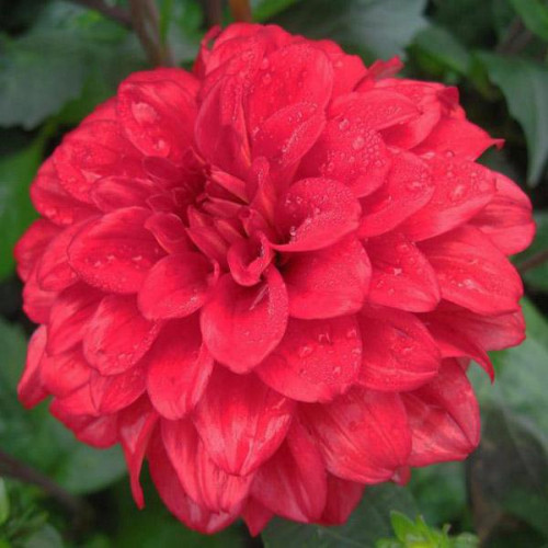 Георгина гэллери Singer (Зингер) Георгина гэллери Singer (Зингер)