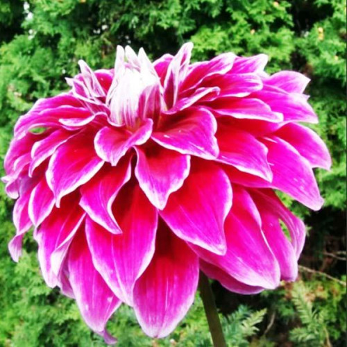 Георгина макси Uncle B (Анкл Би) Георгина макси Uncle B (Анкл Би)