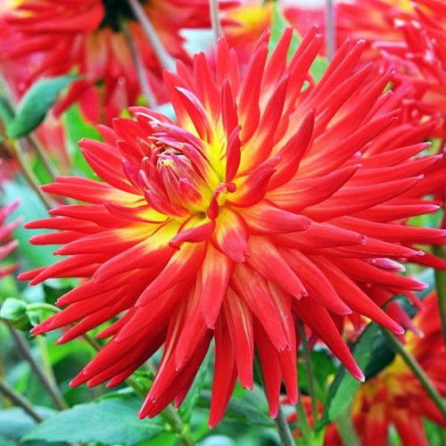 Георгина кактусовая Karma Bon Bini (Карма Бон Бини) Георгина кактусовая Karma Bon Bini (Карма Бон Бини)