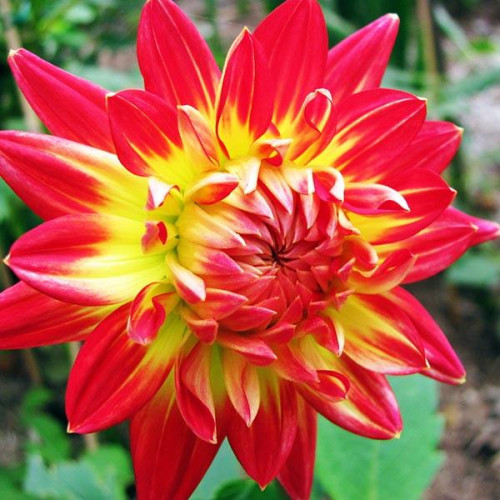 Георгина кактусовая Karma Bon Bini (Карма Бон Бини) Георгина кактусовая Karma Bon Bini (Карма Бон Бини)