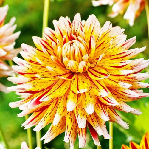 Георгина бахромчатая Winesome (Вайнсом) Георгина бахромчатая Winesome (Вайнсом)