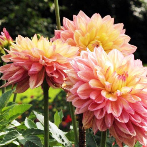 Георгина макси Wanda's Aurora (Вандаз Аврора) Георгина макси Wanda's Aurora (Вандаз Аврора)