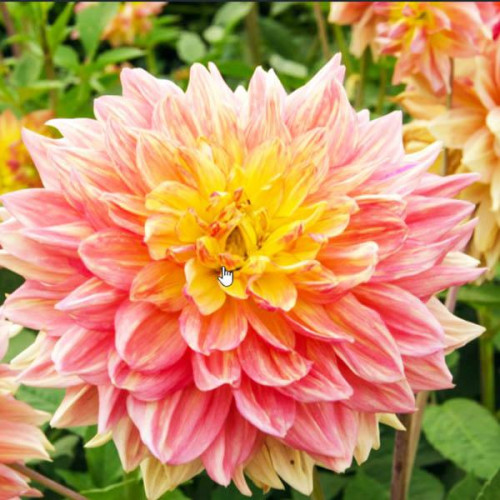 Георгина макси Wanda's Aurora (Вандаз Аврора) Георгина макси Wanda's Aurora (Вандаз Аврора)