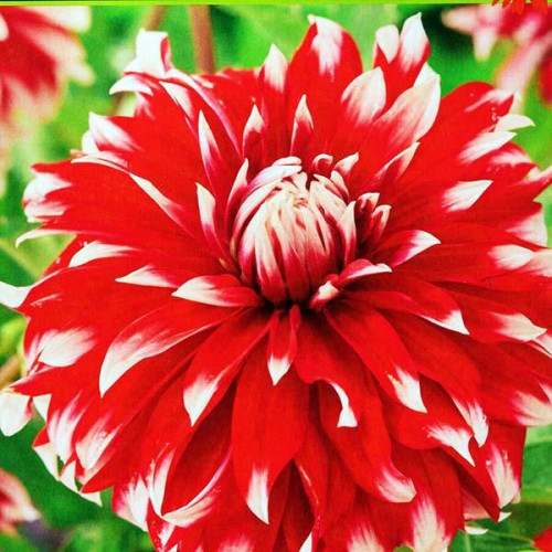 Георгина макси Davos (Давос) Георгина макси Davos (Давос)