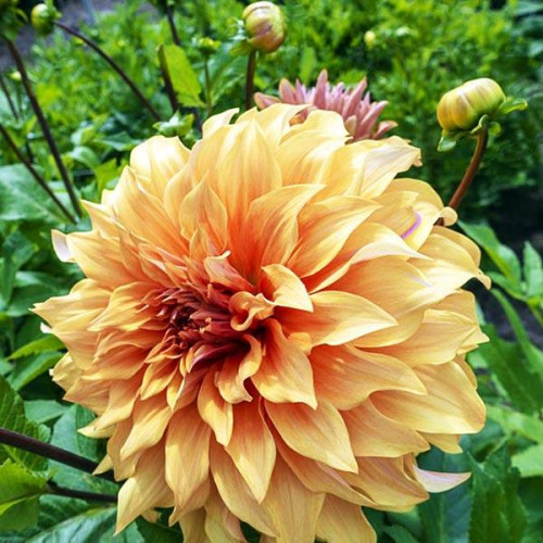 Георгина макси Spartacus Orange (Спартакус Оранж) Георгина макси Spartacus Orange (Спартакус Оранж)