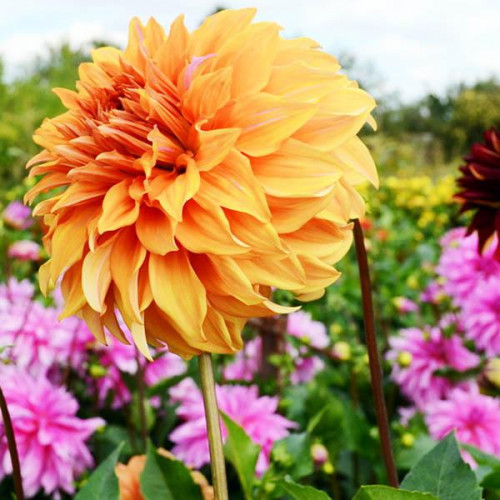 Георгина макси Spartacus Orange (Спартакус Оранж) Георгина макси Spartacus Orange (Спартакус Оранж)