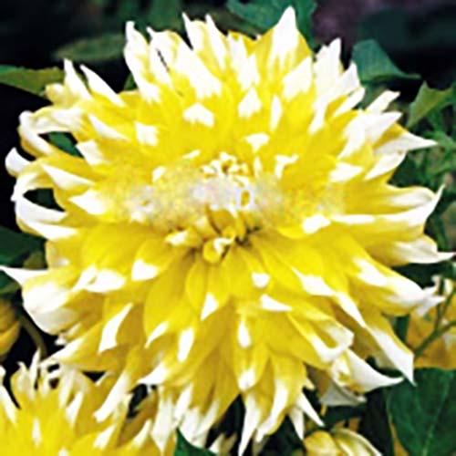 Георгина декоративная макси Grand Prix (Гранд При) Георгина декоративная макси Grand Prix (Гранд При)