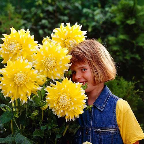 Георгина декоративная макси Grand Prix (Гранд При) Георгина декоративная макси Grand Prix (Гранд При)