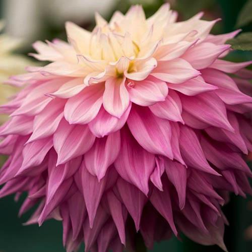 Георгина декоративная макси Sir Alf Ramsay (Сэр Альф Рамсэй) Георгина декоративная макси Sir Alf Ramsay (Сэр Альф Рамсэй)