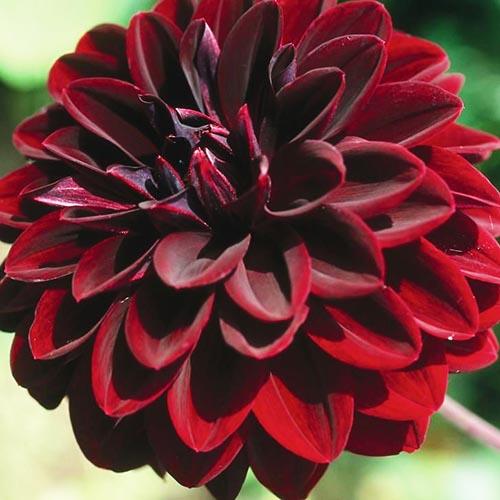 Георгина декоративная Arabian Mystery (Арабиан Мистери) Георгина декоративная Arabian Mystery (Арабиан Мистери)