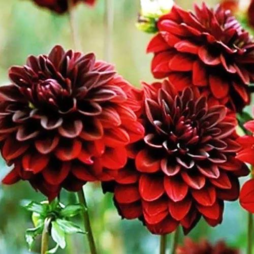 Георгина декоративная Arabian Mystery (Арабиан Мистери) Георгина декоративная Arabian Mystery (Арабиан Мистери)