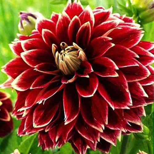 Георгина декоративная Dutch Carnaval (Датч Карнавал) Георгина декоративная Dutch Carnaval (Датч Карнавал)