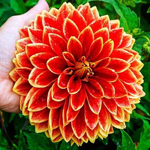 Георгина декоративная Dutch Carnaval (Датч Карнавал) Георгина декоративная Dutch Carnaval (Датч Карнавал)