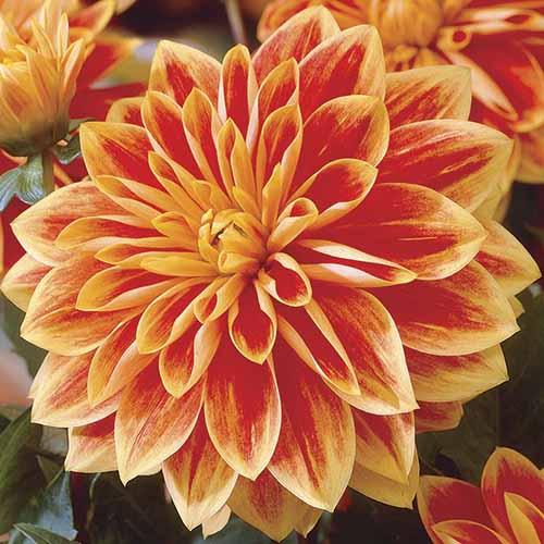 Георгина декоративная Garden Festival (Гарден Фестиваль) Георгина декоративная Garden Festival (Гарден Фестиваль)