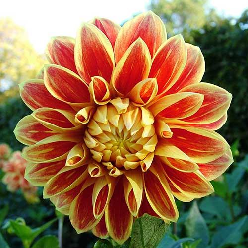 Георгина декоративная Garden Festival (Гарден Фестиваль) Георгина декоративная Garden Festival (Гарден Фестиваль)