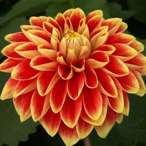 Георгина декоративная Garden Festival (Гарден Фестиваль) Георгина декоративная Garden Festival (Гарден Фестиваль)