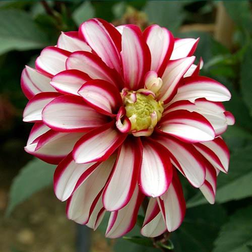 Георгина декоративная Jamaica (Ямайка) Георгина декоративная Jamaica (Ямайка)