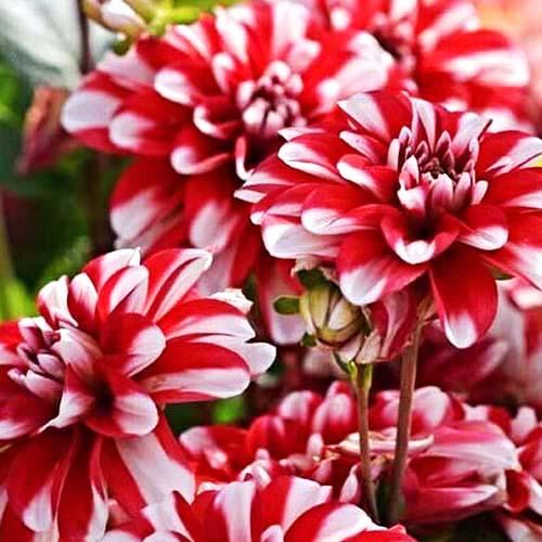 Георгина декоративная Jamaica (Ямайка) Георгина декоративная Jamaica (Ямайка)