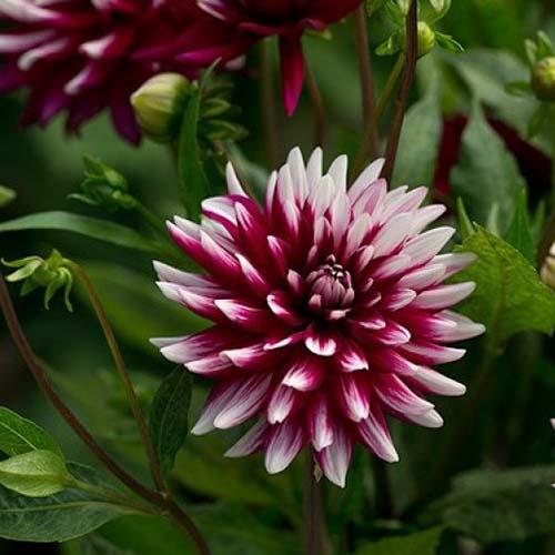 Георгина декоративная Rebecca's World (Реббеказ Уорлд) Георгина декоративная Rebecca's World (Реббеказ Уорлд)