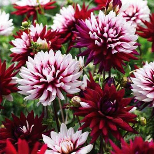 Георгина декоративная Rebecca's World (Реббеказ Уорлд) Георгина декоративная Rebecca's World (Реббеказ Уорлд)