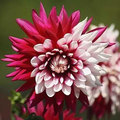 Георгина декоративная Rebecca's World (Реббеказ Уорлд) Георгина декоративная Rebecca's World (Реббеказ Уорлд)