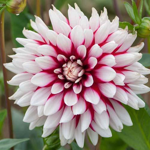 Георгина декоративная Rebecca's World (Реббеказ Уорлд) Георгина декоративная Rebecca's World (Реббеказ Уорлд)