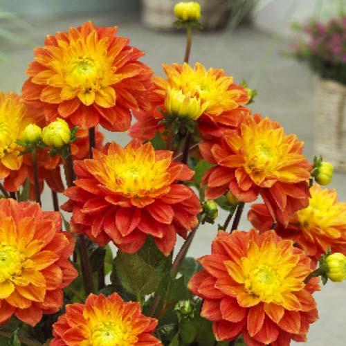 Георгина декоративная Sunset Tropical (Сансет Тропикал) Георгина декоративная Sunset Tropical (Сансет Тропикал)