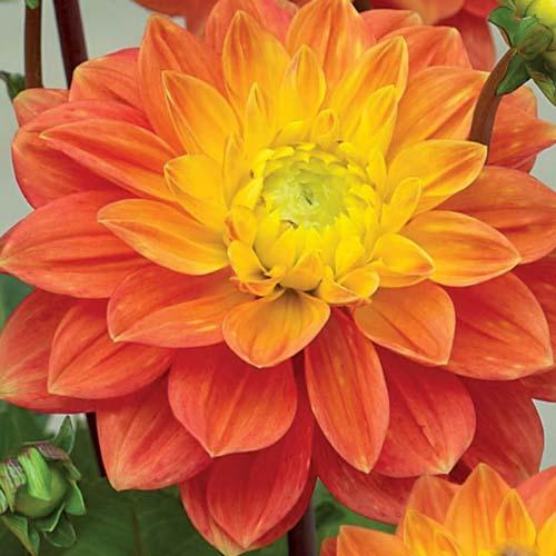 Георгина декоративная Sunset Tropical (Сансет Тропикал) Георгина декоративная Sunset Tropical (Сансет Тропикал)