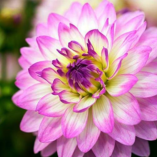 Георгина низкорослая Bitsy (Битси) Георгина низкорослая Bitsy (Битси)