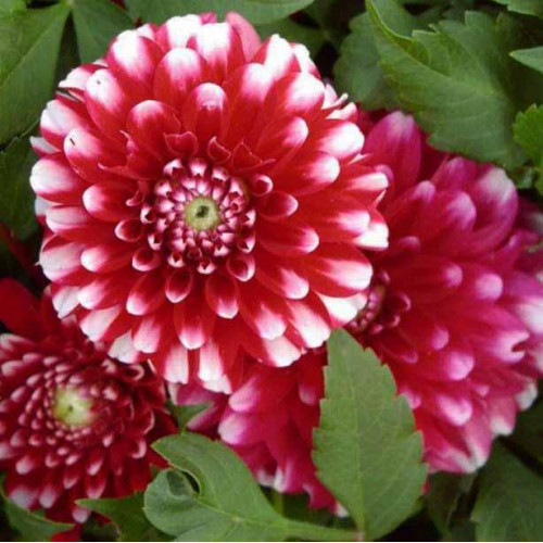 Георгина декоративная низкорослая Little Tiger (Литтл Тайгер) Георгина декоративная низкорослая Little Tiger (Литтл Тайгер)