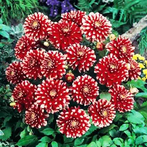 Георгина декоративная низкорослая Little Tiger (Литтл Тайгер) Георгина декоративная низкорослая Little Tiger (Литтл Тайгер)