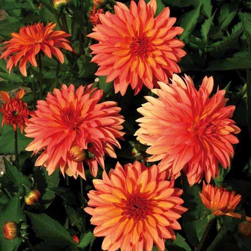 Георгина декоративная низкорослая Melody Swing (Мелоди Свинг) Георгина декоративная низкорослая Melody Swing (Мелоди Свинг)