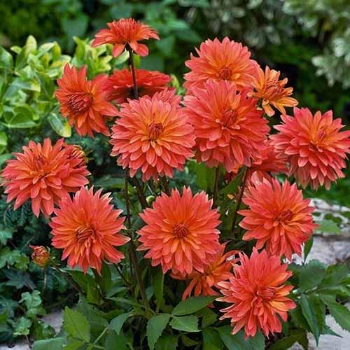 Георгина декоративная низкорослая Melody Swing (Мелоди Свинг) Георгина декоративная низкорослая Melody Swing (Мелоди Свинг)