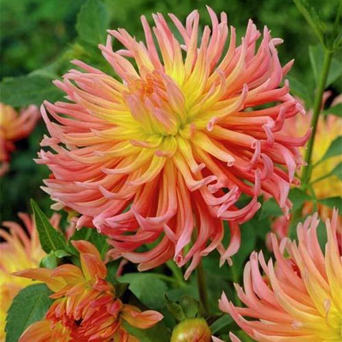 Георгина кактусовая Alfred Grille (Альфред Грилль) Георгина кактусовая Alfred Grille (Альфред Грилль)