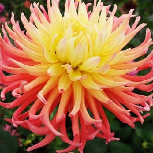 Георгина кактусовая Alfred Grille (Альфред Грилль) Георгина кактусовая Alfred Grille (Альфред Грилль)