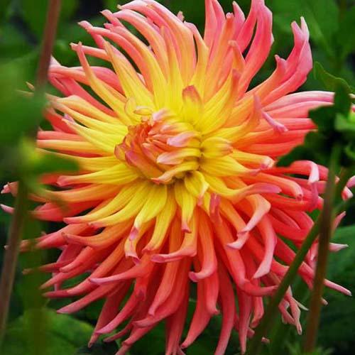 Георгина кактусовая Alfred Grille (Альфред Грилль) Георгина кактусовая Alfred Grille (Альфред Грилль)